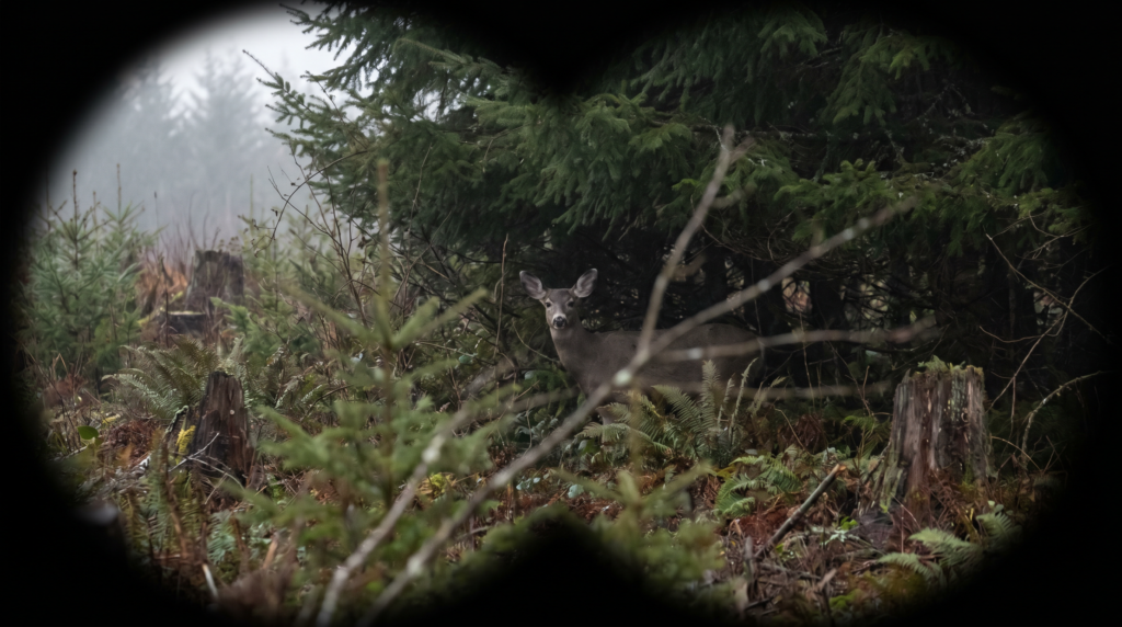 Blacktail deer head and ears visible through binoculars at the shaded edge of timber bordering a clearcut