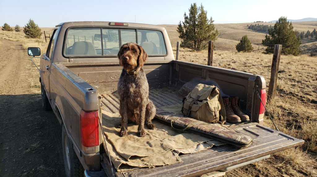 Hunting dog sitting calmly beside gear in a truck bed on a rural Oregon ranch
